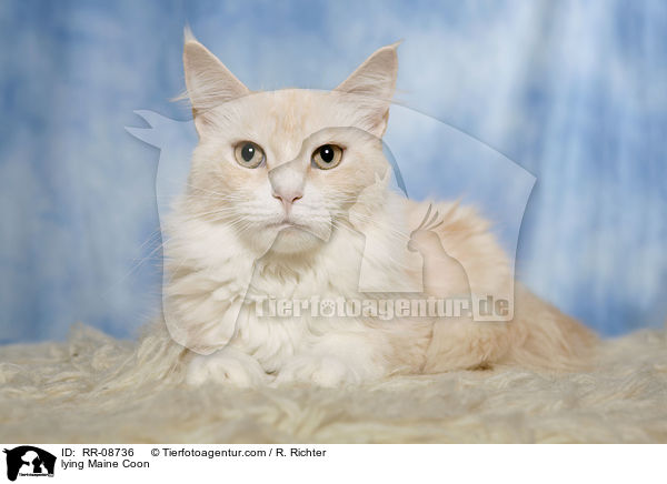 liegende Maine Coon / lying Maine Coon / RR-08736