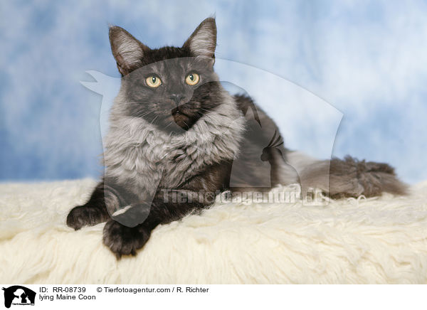 liegende Maine Coon / lying Maine Coon / RR-08739