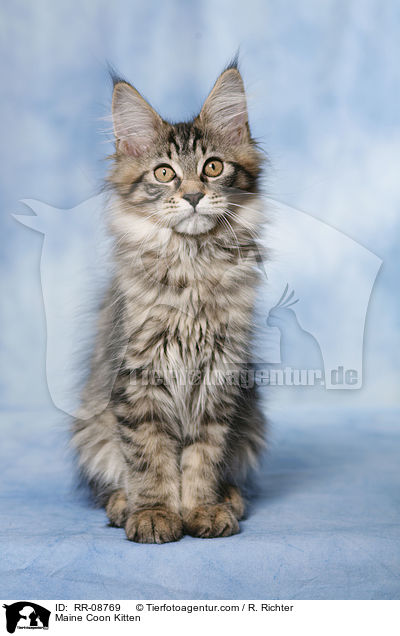 Maine Coon Ktzchen / Maine Coon Kitten / RR-08769