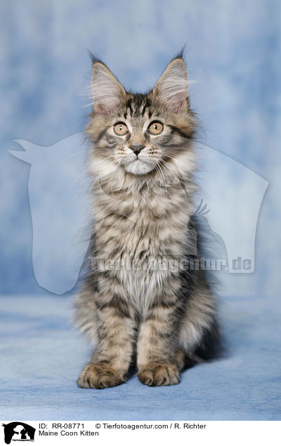 Maine Coon Ktzchen / Maine Coon Kitten / RR-08771