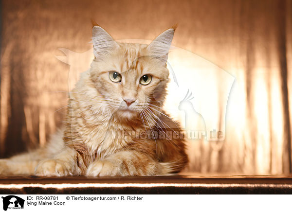liegende Maine Coon / lying Maine Coon / RR-08781