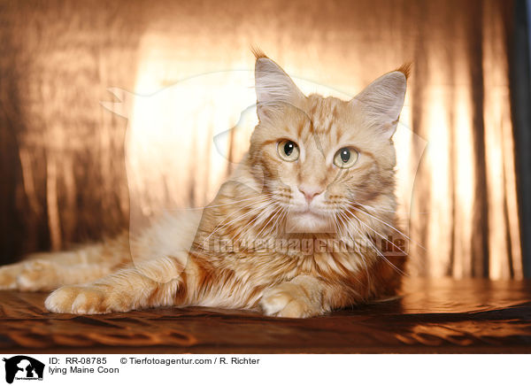 liegende Maine Coon / lying Maine Coon / RR-08785