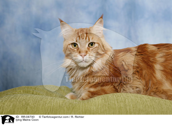 liegende Maine Coon / lying Maine Coon / RR-08790