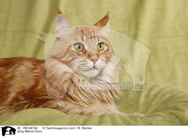 liegende Maine Coon / lying Maine Coon / RR-08792