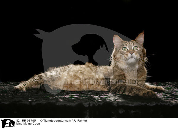 liegende Maine Coon / lying Maine Coon / RR-08795