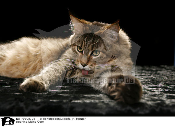 cleaning Maine Coon / RR-08798