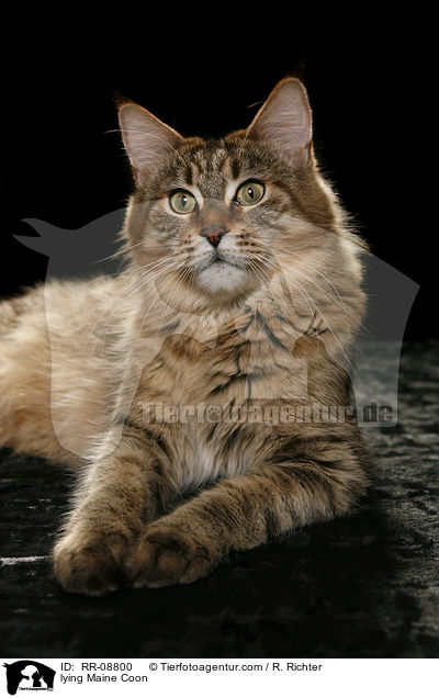 lying Maine Coon / RR-08800