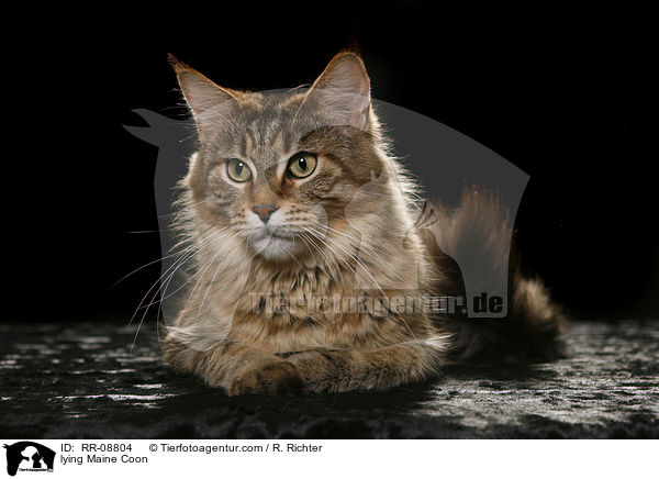 liegende Maine Coon / lying Maine Coon / RR-08804