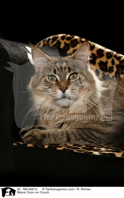 Maine Coon on Couch / RR-08812
