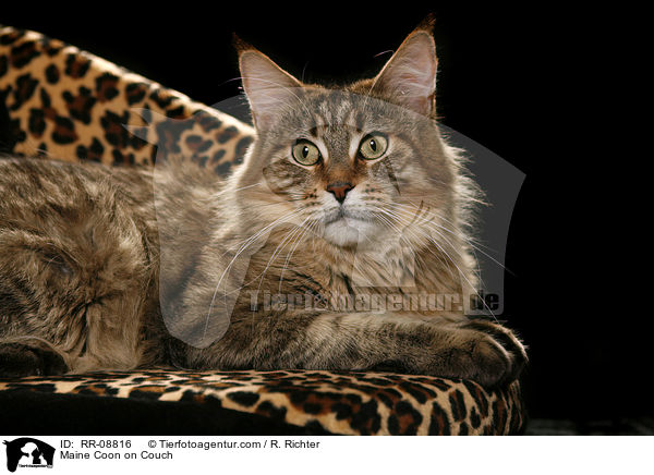 Maine Coon auf Sofa / Maine Coon on Couch / RR-08816
