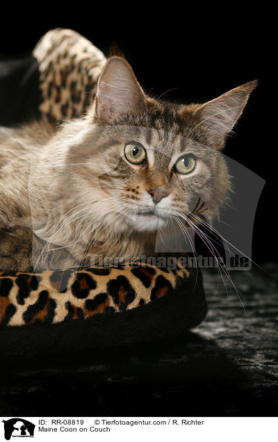 Maine Coon on Couch / RR-08819