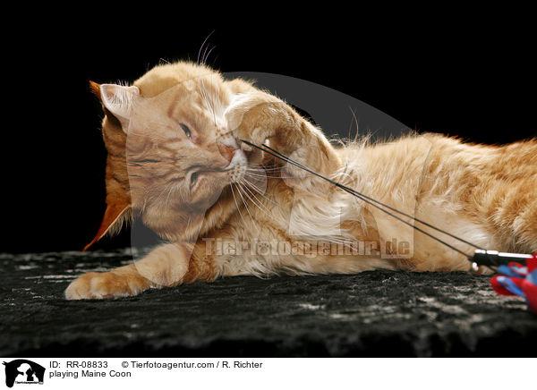 spielende Maine Coon / playing Maine Coon / RR-08833