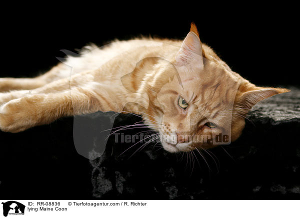 liegende Maine Coon / lying Maine Coon / RR-08836