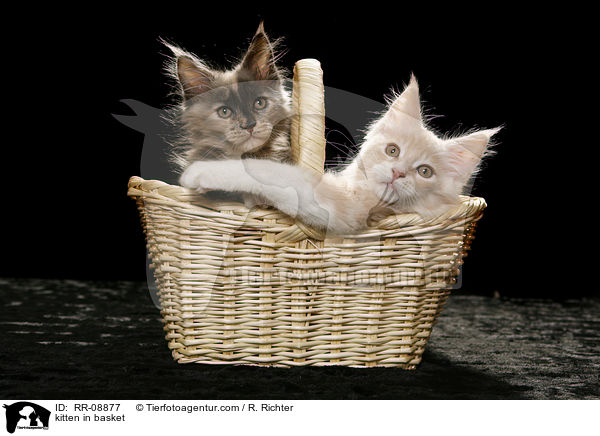 Ktzchen im Krbchen / kitten in basket / RR-08877