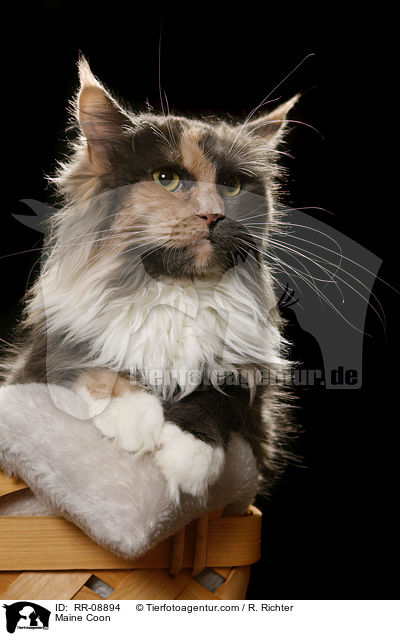 Maine Coon / Maine Coon / RR-08894