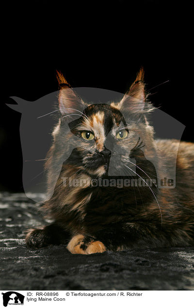 liegende Maine Coon / lying Maine Coon / RR-08896