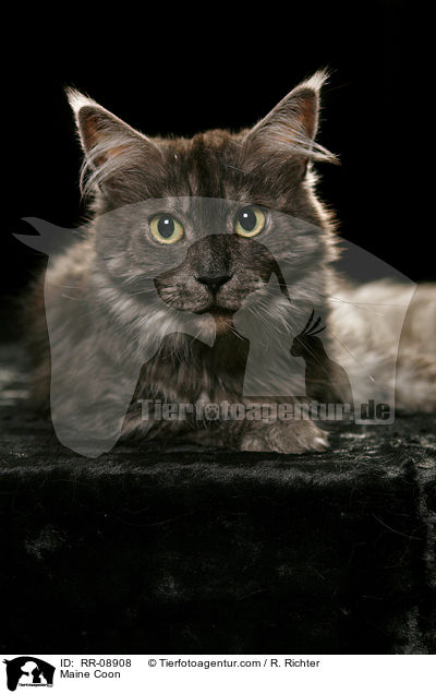Maine Coon / Maine Coon / RR-08908