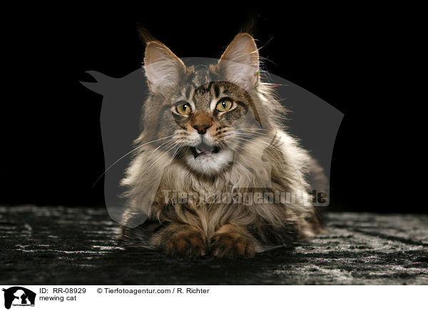 mautzende Katze / mewing cat / RR-08929