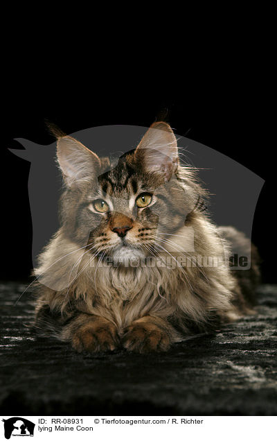 liegende Maine Coon / lying Maine Coon / RR-08931