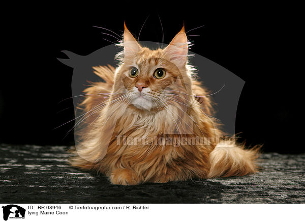 liegende Maine Coon / lying Maine Coon / RR-08946