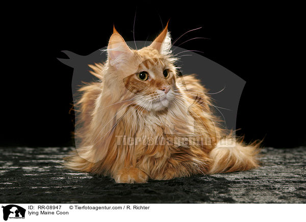 liegende Maine Coon / lying Maine Coon / RR-08947
