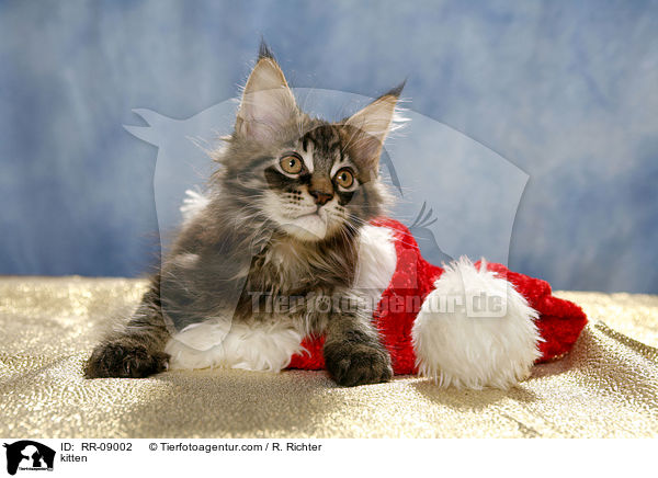 Ktzchen in Weihnachtsmannmtze / kitten / RR-09002