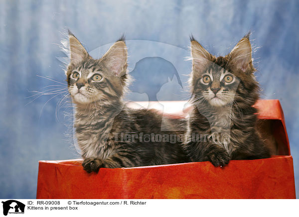 Ktzchen im Geschenkekarton / Kittens in present box / RR-09008