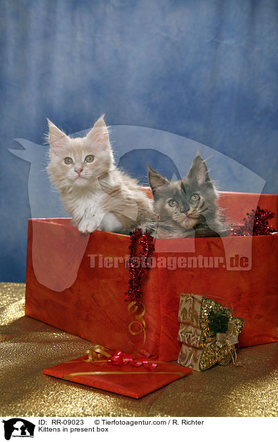 Ktzchen im Geschenkekarton / Kittens in present box / RR-09023