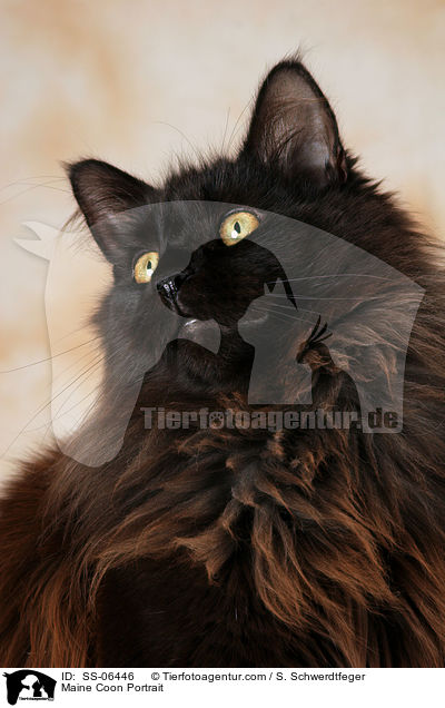 Maine Coon Portrait / Maine Coon Portrait / SS-06446