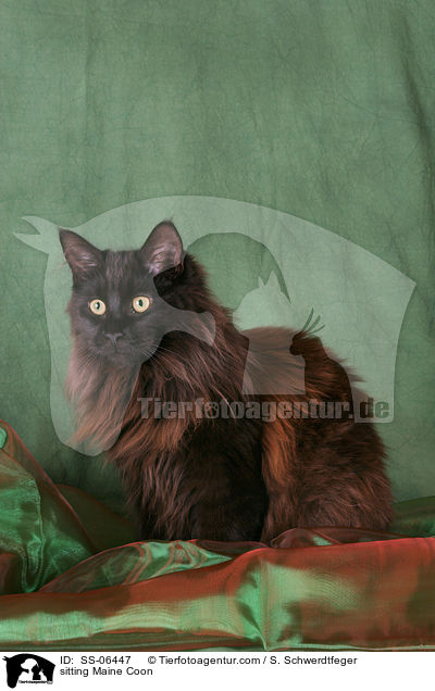 sitzende Maine Coon / sitting Maine Coon / SS-06447