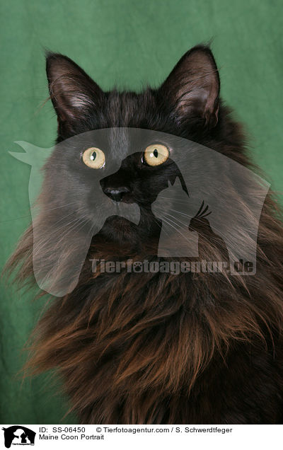 Maine Coon Portrait / Maine Coon Portrait / SS-06450