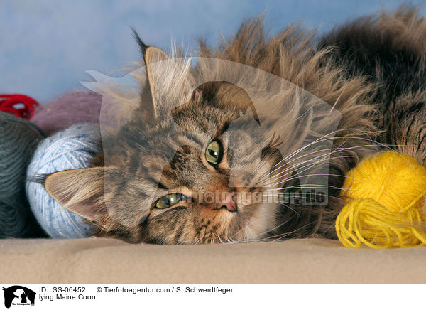 liegende Maine Coon / lying Maine Coon / SS-06452