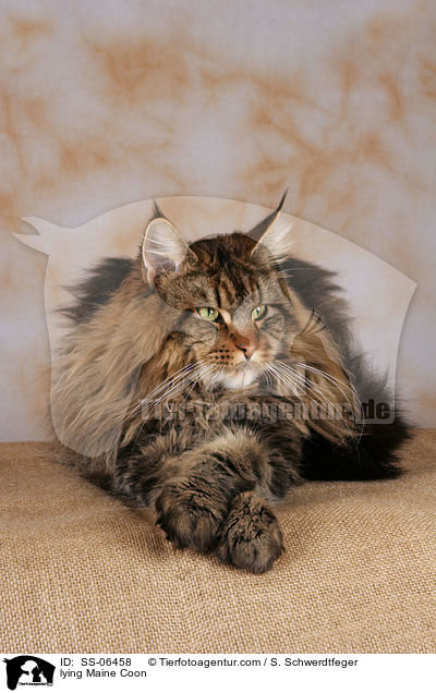 liegende Maine Coon / lying Maine Coon / SS-06458