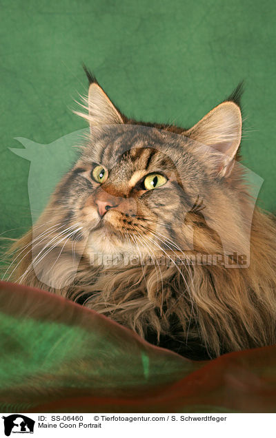 Maine Coon Portrait / Maine Coon Portrait / SS-06460