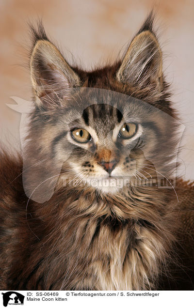 Maine Coon Ktzchen / Maine Coon kitten / SS-06469