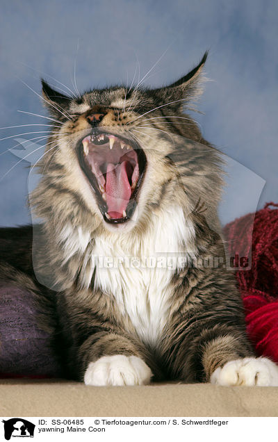 ghnende Maine Coon / yawning Maine Coon / SS-06485