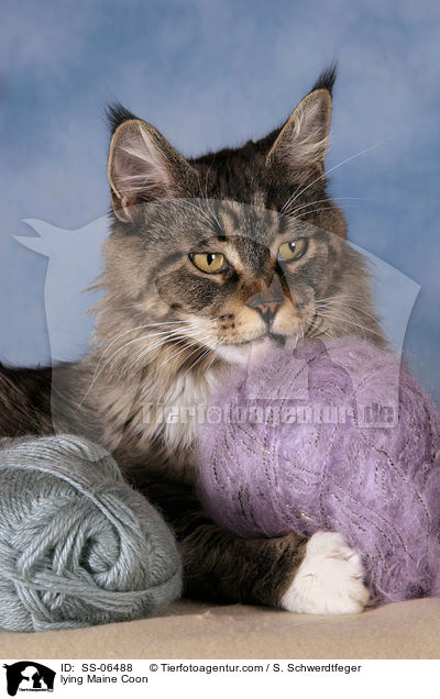 liegende Maine Coon / lying Maine Coon / SS-06488