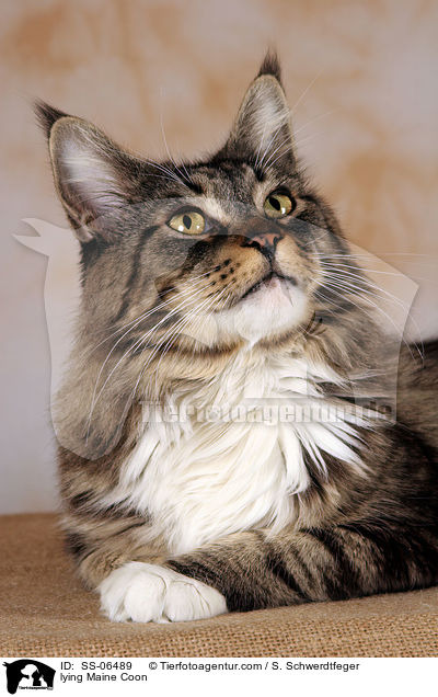 liegende Maine Coon / lying Maine Coon / SS-06489