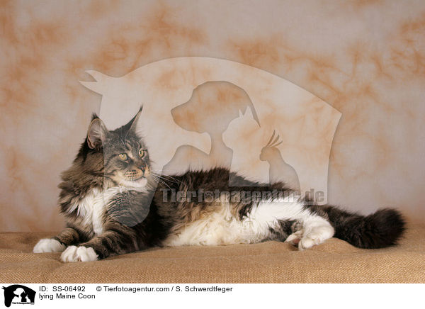 liegende Maine Coon / lying Maine Coon / SS-06492