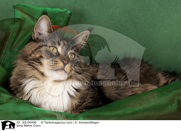 liegende Maine Coon / lying Maine Coon / SS-06496