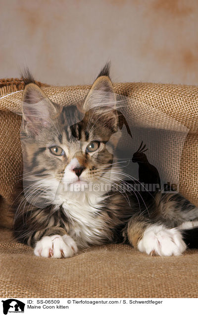 Maine Coon Ktzchen / Maine Coon kitten / SS-06509