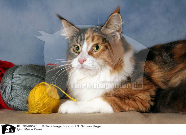 liegende Maine Coon / lying Maine Coon / SS-06520