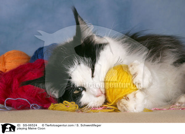 spielende Maine Coon / playing Maine Coon / SS-06524