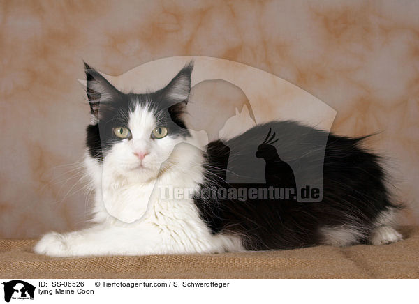 liegende Maine Coon / lying Maine Coon / SS-06526