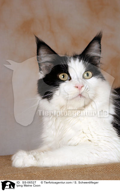 liegende Maine Coon / lying Maine Coon / SS-06527