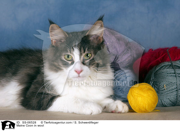 Maine Coon in Wolle / Maine Coon in wool / SS-06528