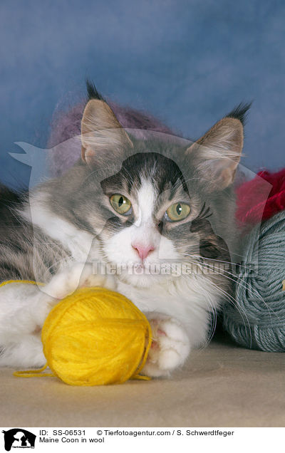 Maine Coon in Wolle / Maine Coon in wool / SS-06531