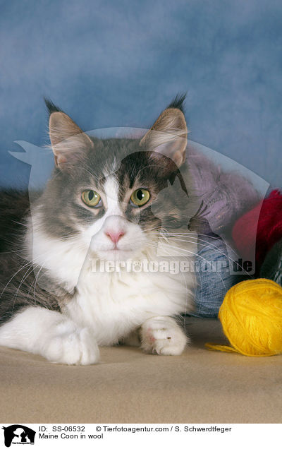Maine Coon in Wolle / Maine Coon in wool / SS-06532