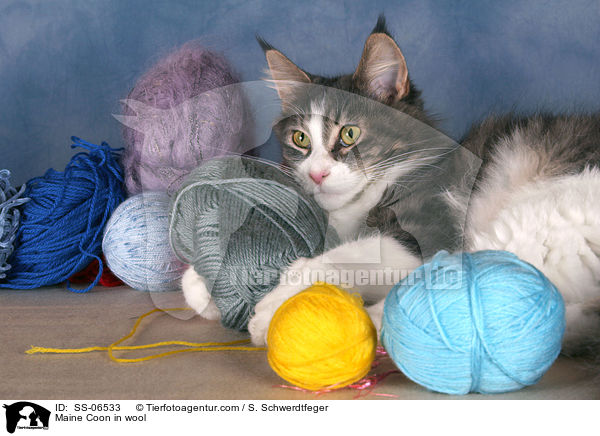 Maine Coon in Wolle / Maine Coon in wool / SS-06533