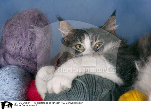 Maine Coon in Wolle / Maine Coon in wool / SS-06534